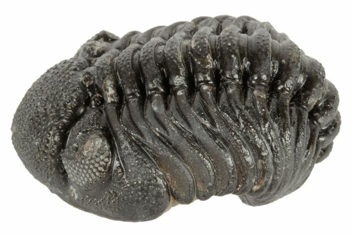 Wide, Partially Enrolled Morocops Trilobite - Morocco #190568